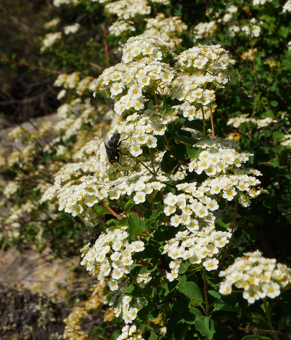 Image of Spiraea trilobata specimen.