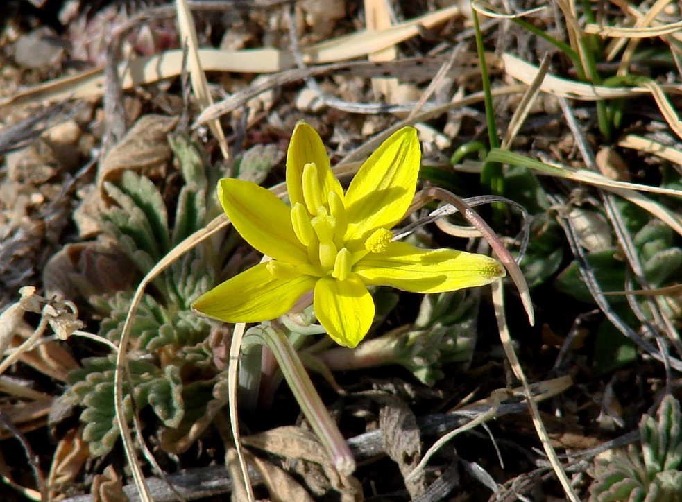 Изображение особи Gagea pauciflora.