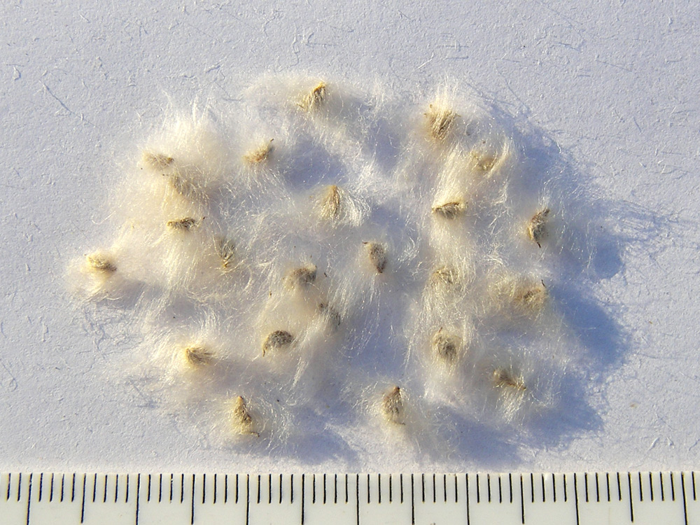 Изображение особи Anemone multifida.