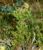 Galium verum