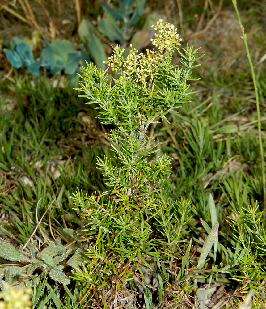 Image of Galium verum specimen.