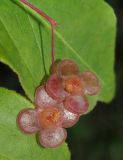 Euonymus pauciflorus. Цветки с питающимися клещами из сем. Eriophyidae. Приморский край, Уссурийский городской округ, окр. с. Горно-Таёжное, Дендрарий ГТС им. Комарова. 06.07.2016.