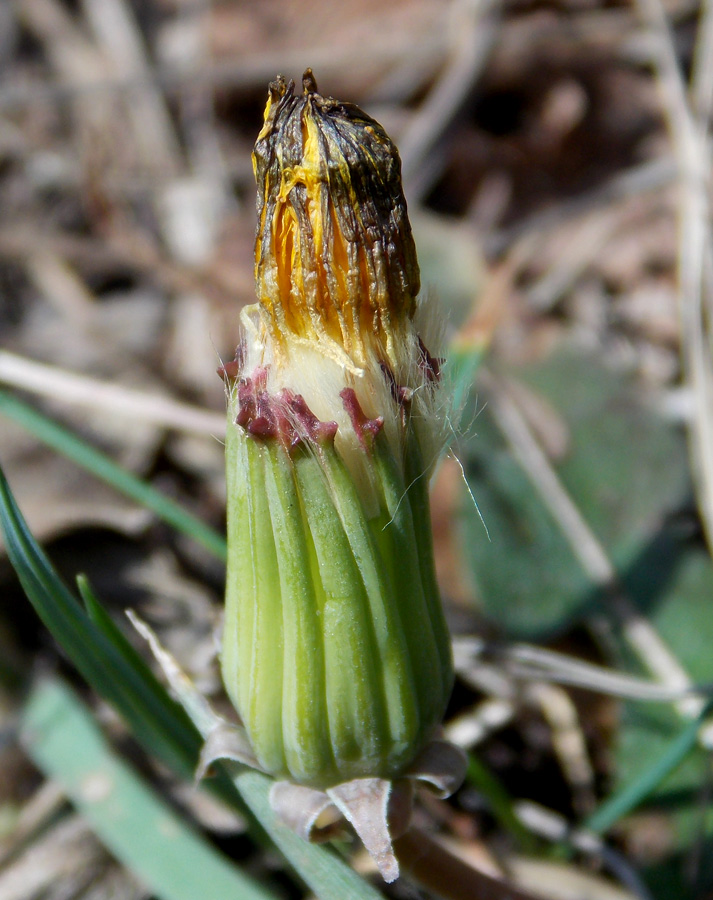 Image of Taraxacum erythrospermum specimen.