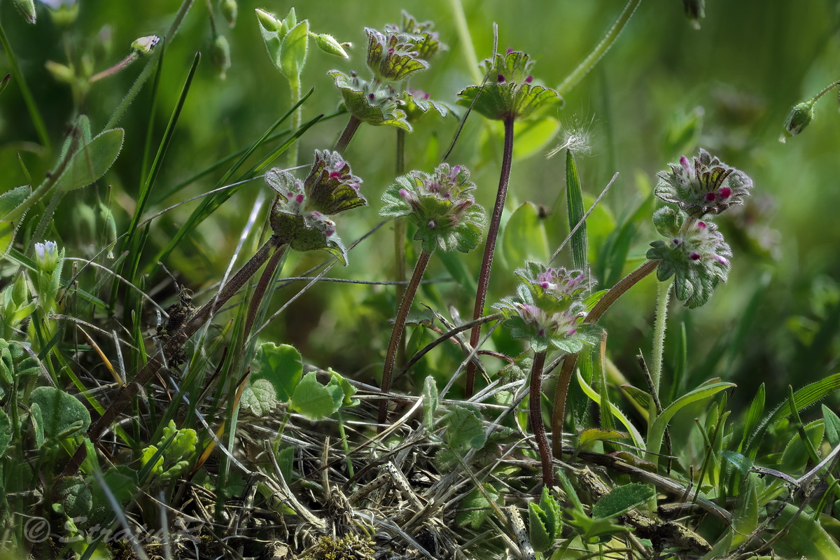 Изображение особи Lamium amplexicaule.