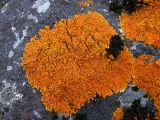 семейство Teloschistaceae
