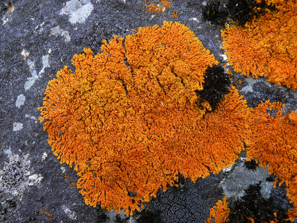 Image of familia Teloschistaceae specimen.