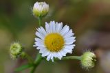 Erigeron annuus