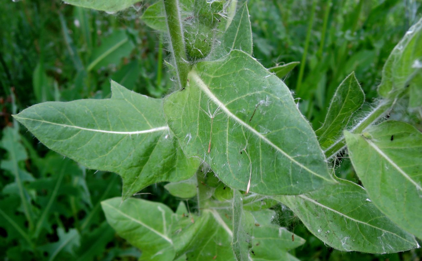 Изображение особи Hyoscyamus niger.