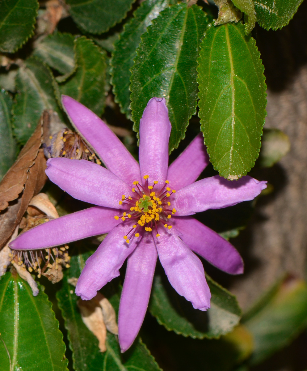Image of Grewia occidentalis specimen.