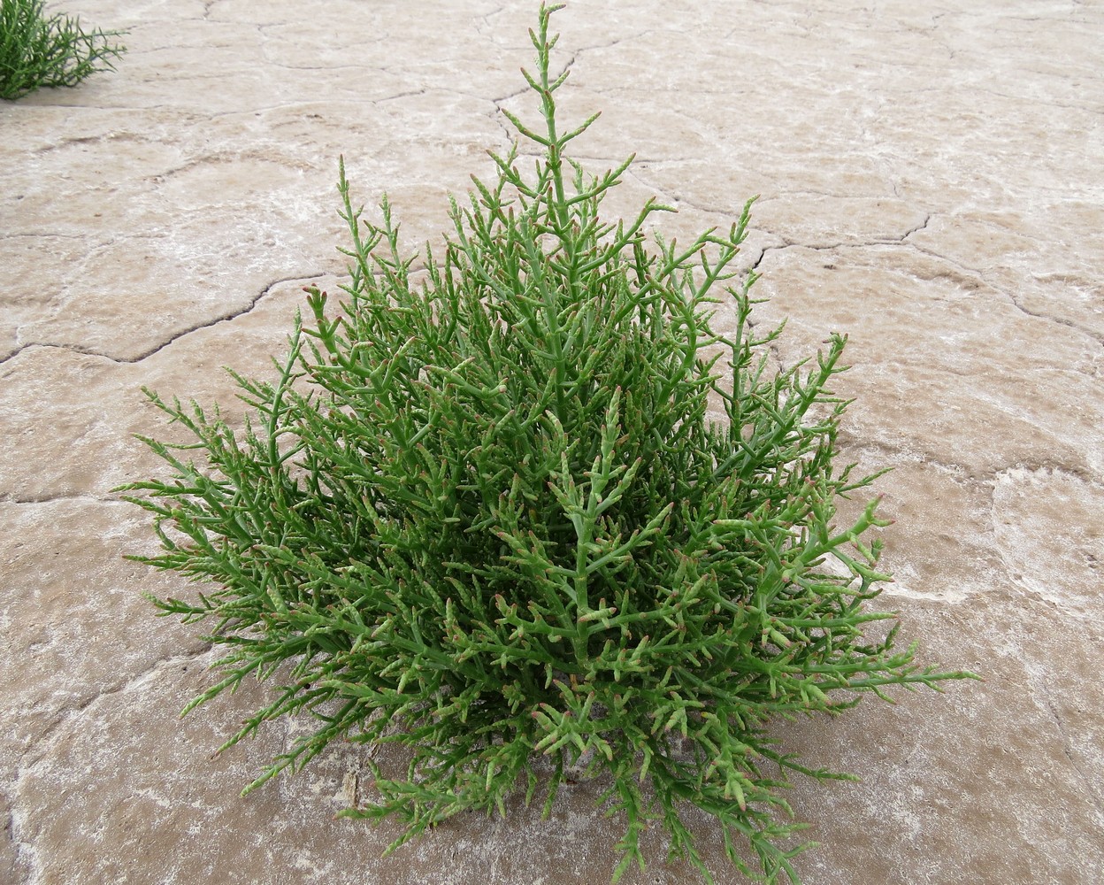 Изображение особи Salicornia perennans.