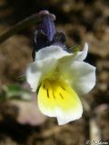 Viola arvensis