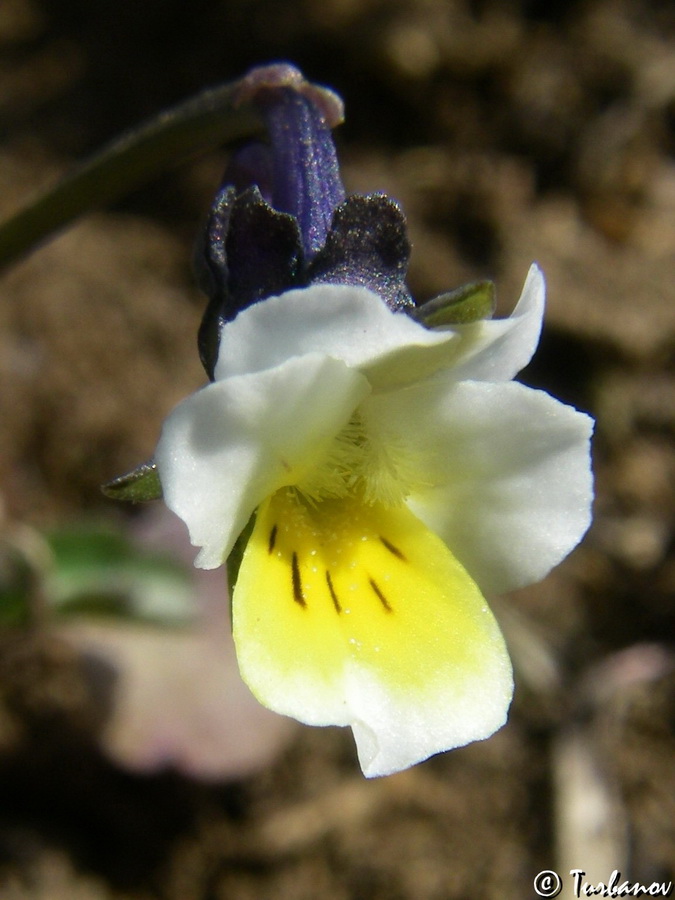 Изображение особи Viola arvensis.