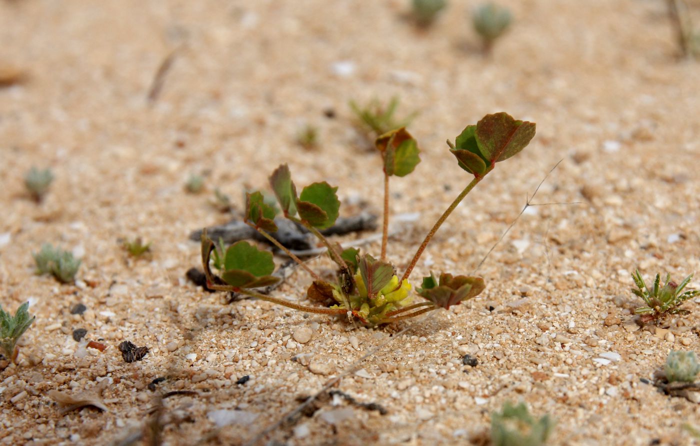 Image of Trigonella stellata specimen.