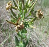 Hesperis tristis. Верхушка цветущего растения. Украина, Донецкая обл., Никольский р-н, запов. \"Каменные Могилы\", степь. 30.04.2017.