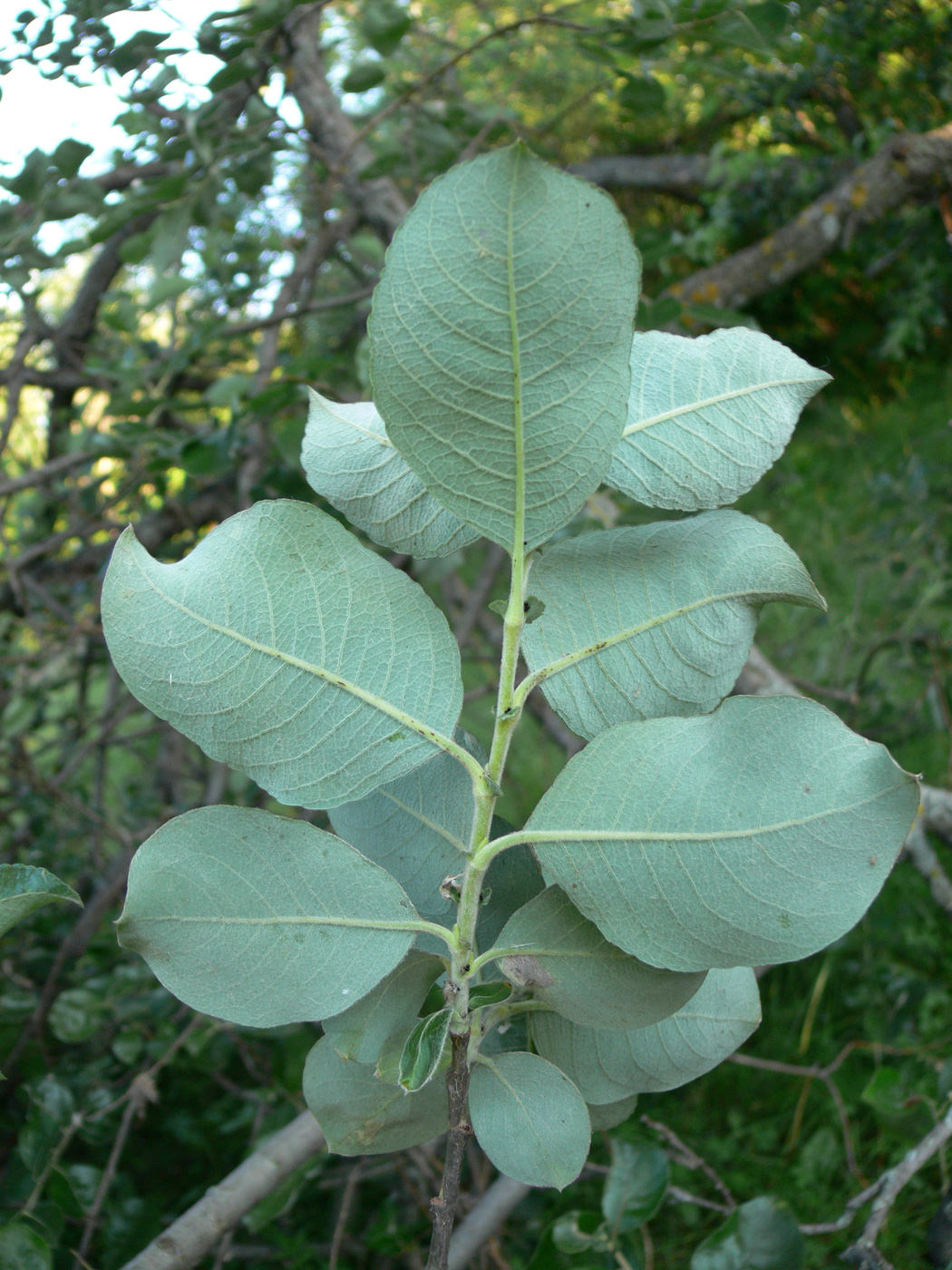 Image of Salix caprea specimen.