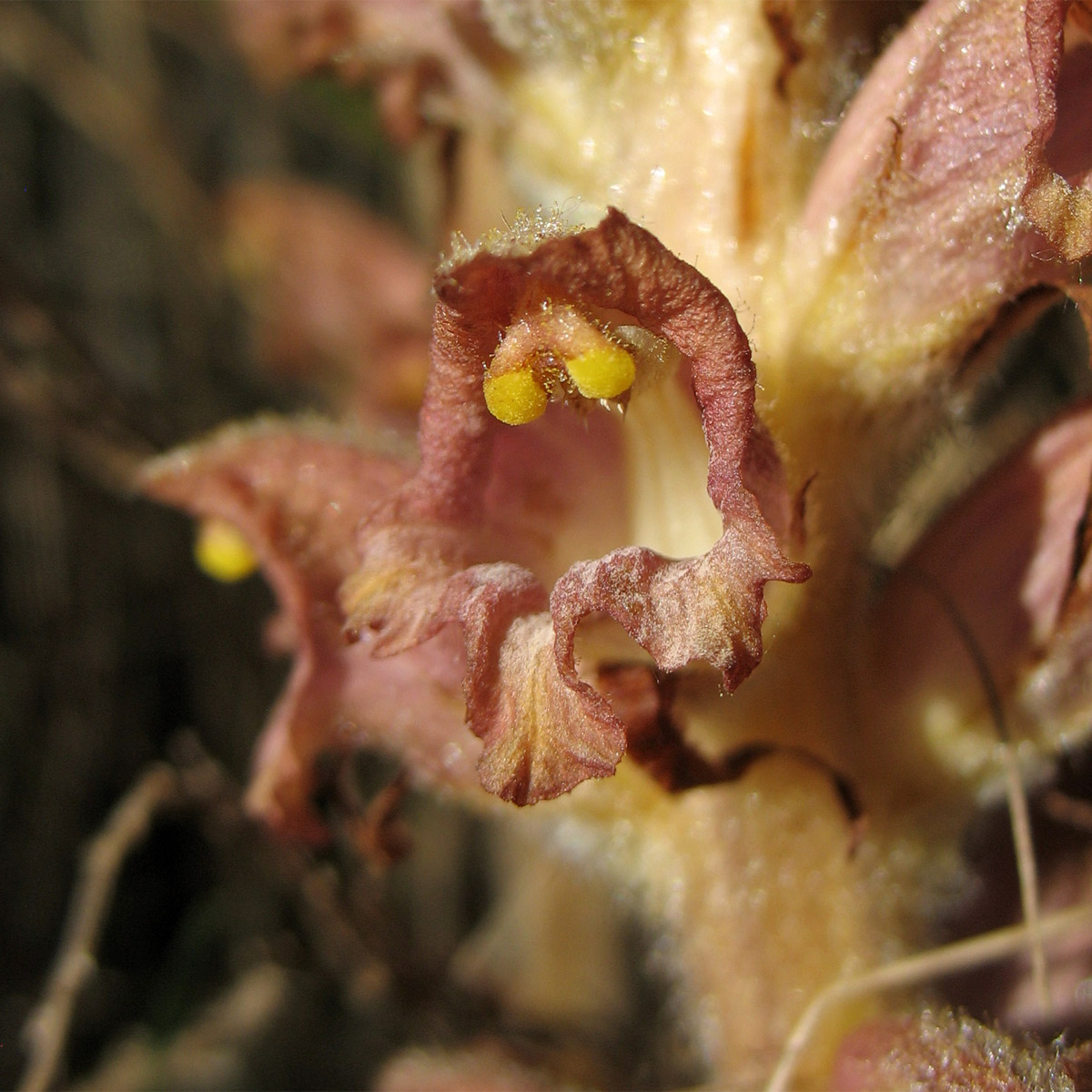 Изображение особи Orobanche rapum-genistae.