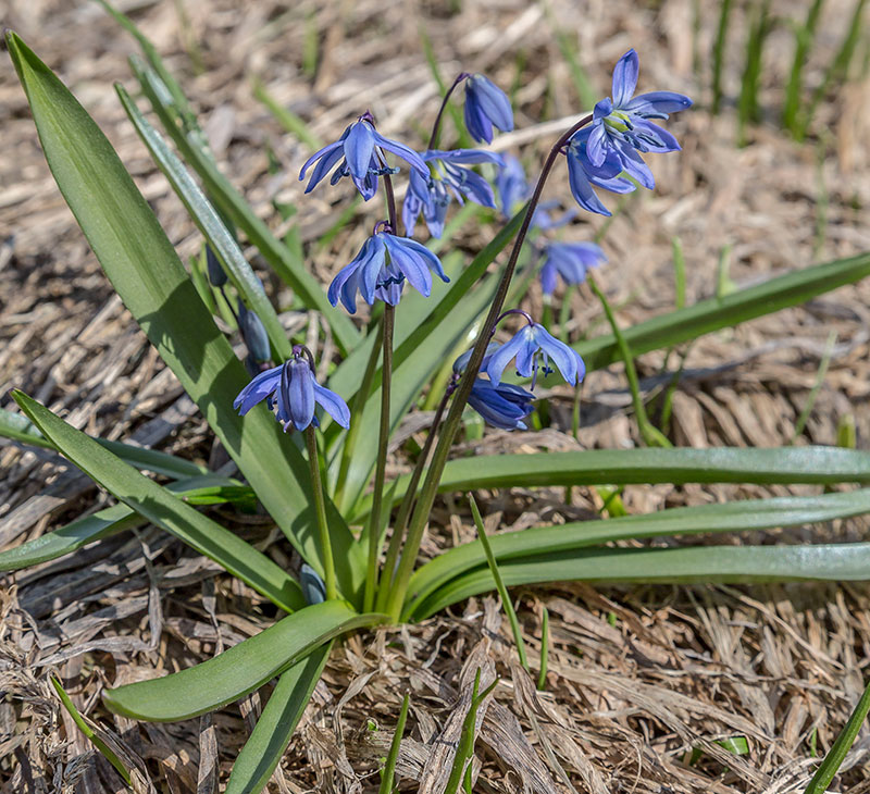 Изображение особи Scilla siberica.