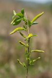 Salix pseudopentandra