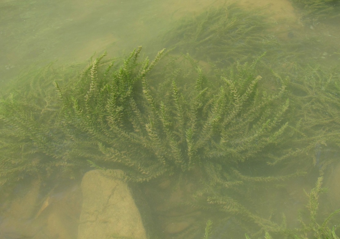 Image of Fontinalis antipyretica specimen.