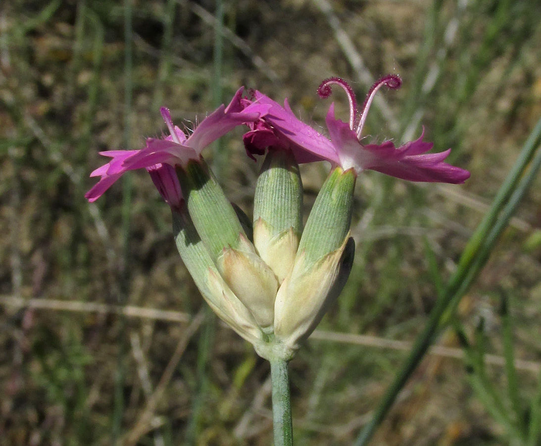 Image of Dianthus polymorphus specimen.