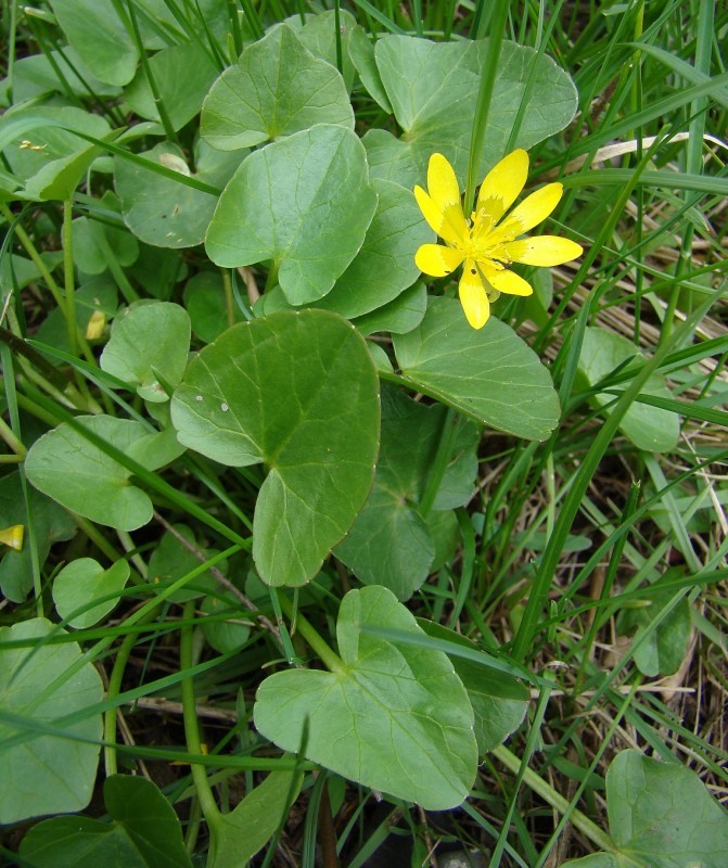 Image of Ficaria stepporum specimen.