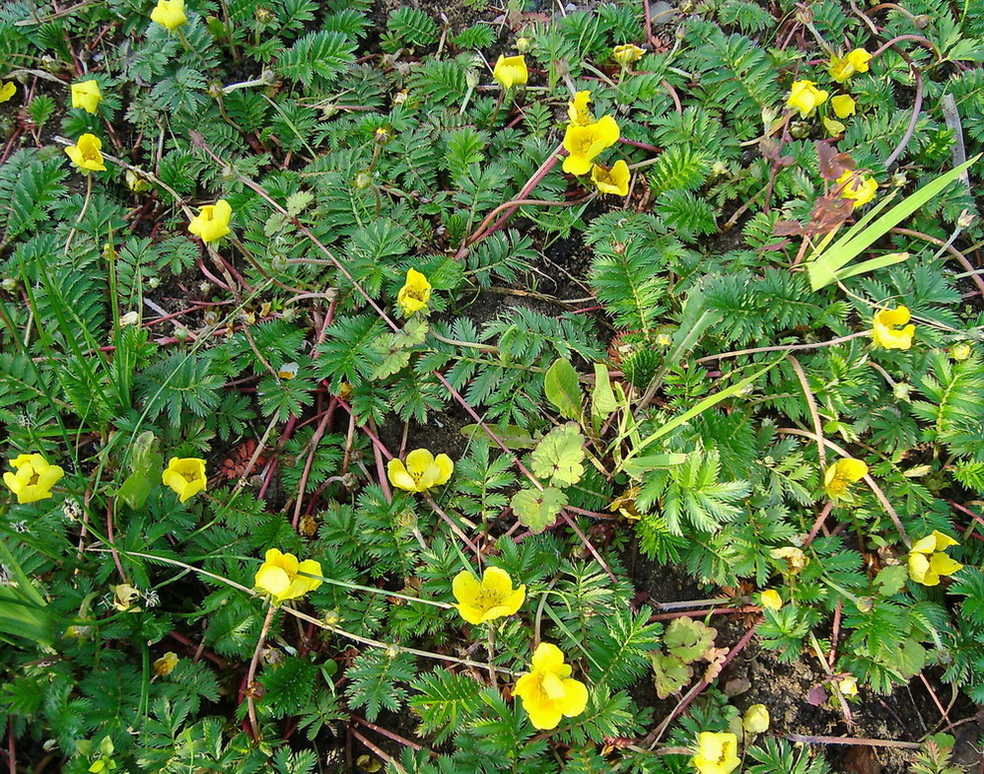 Image of Potentilla anserina specimen.