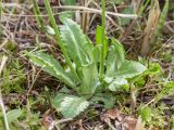 Primula farinosa