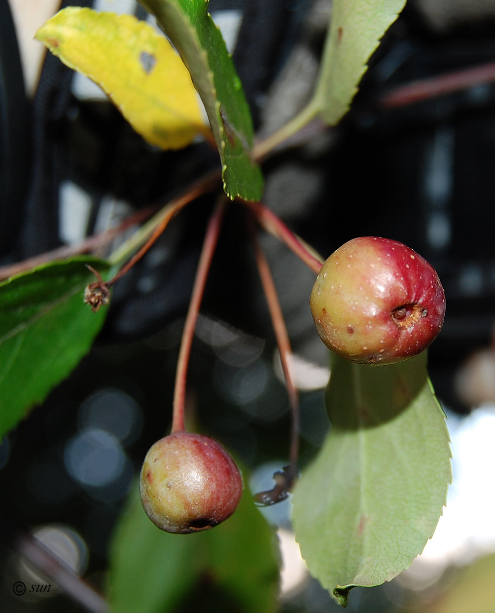 Изображение особи Malus &times; purpurea.