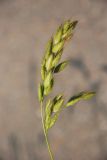 Bromus hordeaceus