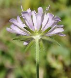 Knautia drymeia