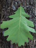 genus Quercus