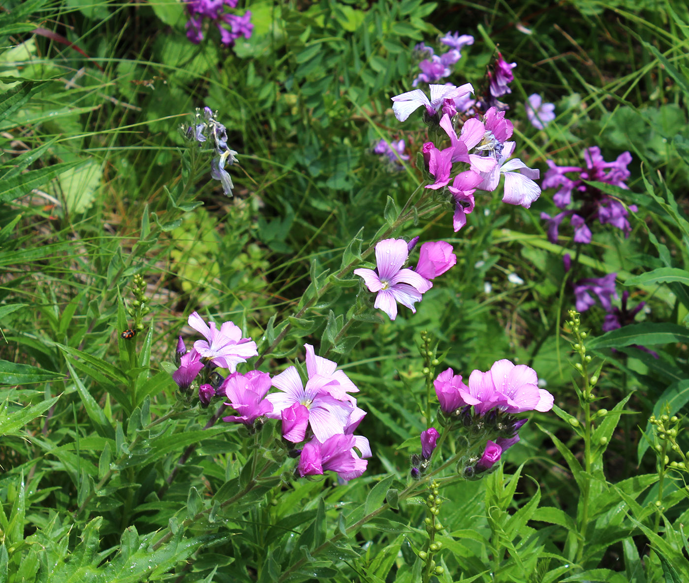 Изображение особи Linum hypericifolium.