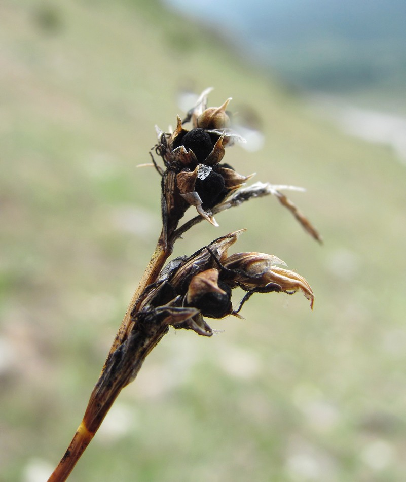 Image of genus Carex specimen.
