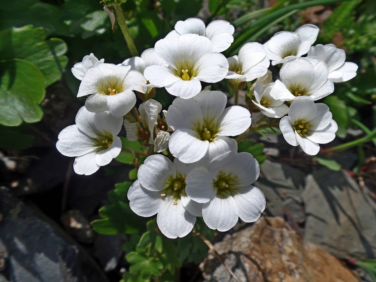 Image of Saxifraga sibirica specimen.