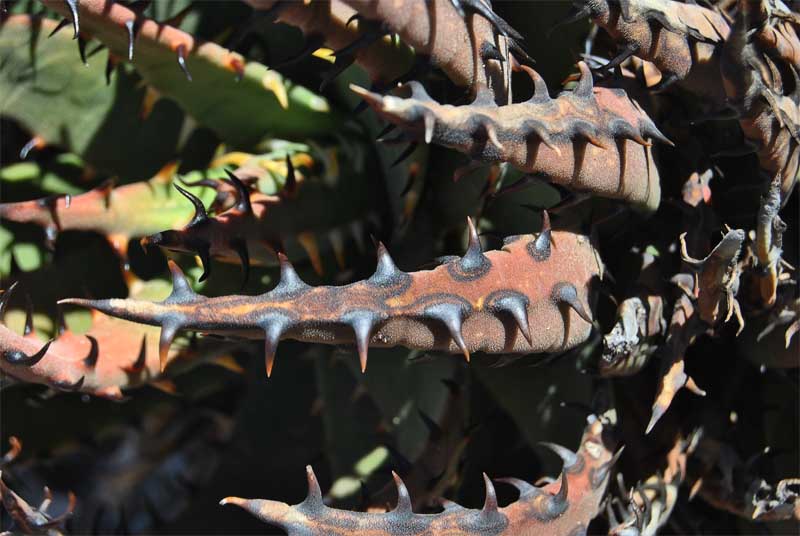 Image of Aloe melanacantha specimen.