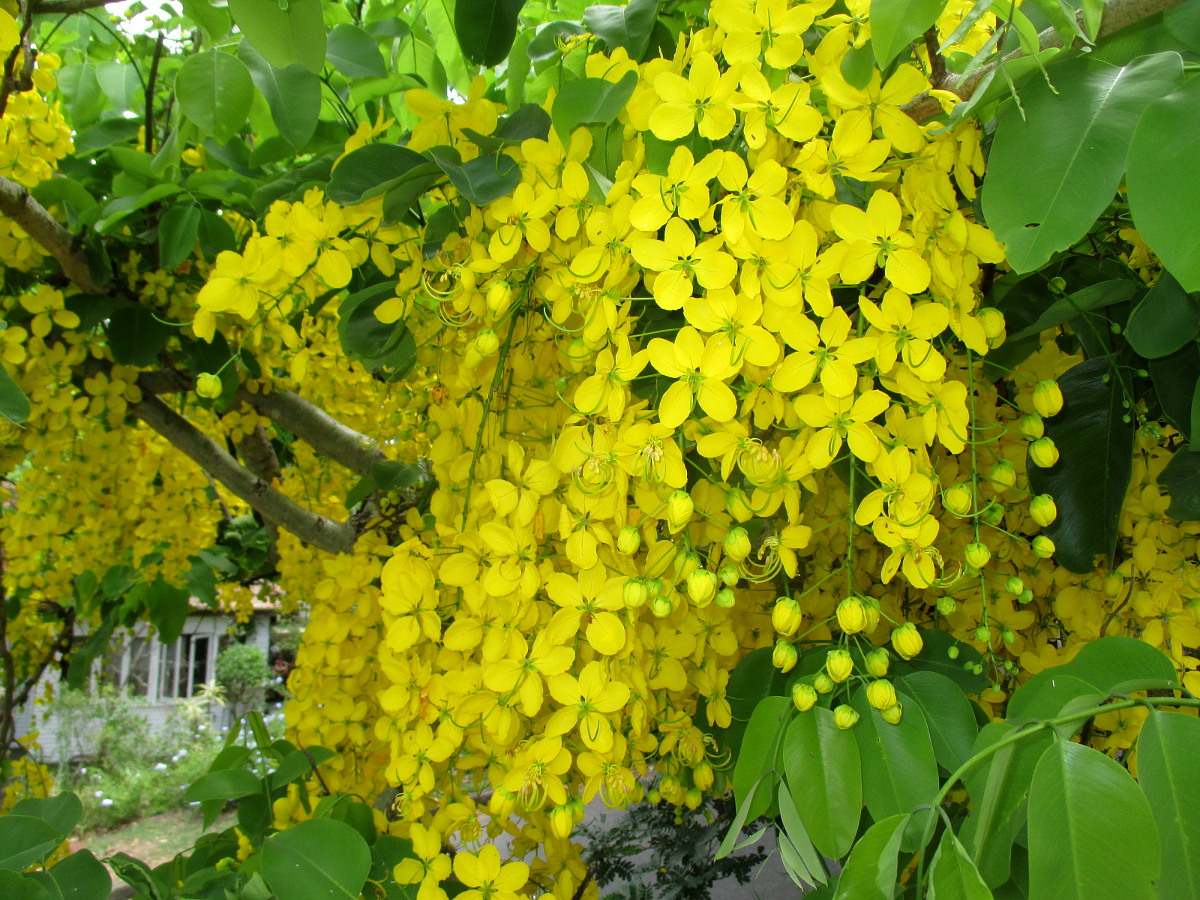 Image of Cassia fistula specimen.