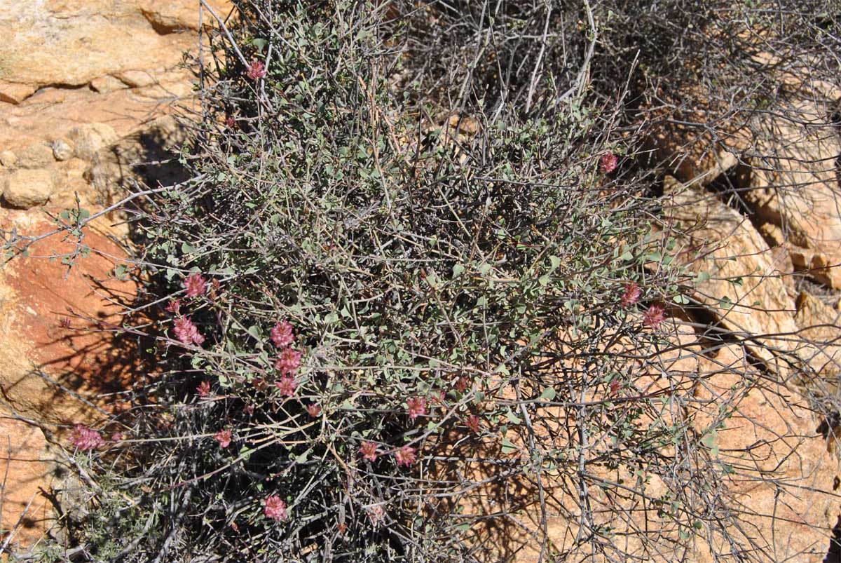 Image of Dyerophytum africanum specimen.