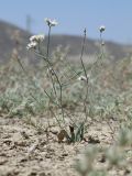 Limonium dichroanthum. Растение с доцветающими соцветиями на такыровидном сайте в однолетнесолянковом сообществе. Кыргызстан, Нарынская обл., Ак-Талинский р-н, между пос. Байгончак и Угут; Внутренний Тянь-Шань, среднее течение р. Нарын, Нарынская котловина, денудационный шлейф северного макросклона хребта Байбиче-Тоо, долина реки Терек на последнем повороте перед выходом в долину Нарына, терраса под глинисто-известняковыми бедлендами (\"чапами\") из продуктов их эрозии; полынно-однолетнесолянковая пустыня на автоморфном солончаке, выс. 1707 м н.у.м. 31 июля 2017 г.