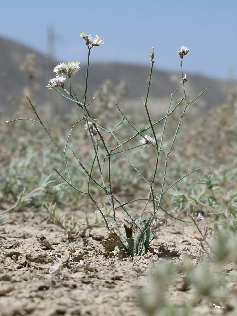 Изображение особи Limonium dichroanthum.