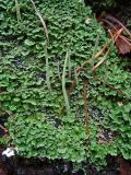 genus Cladonia