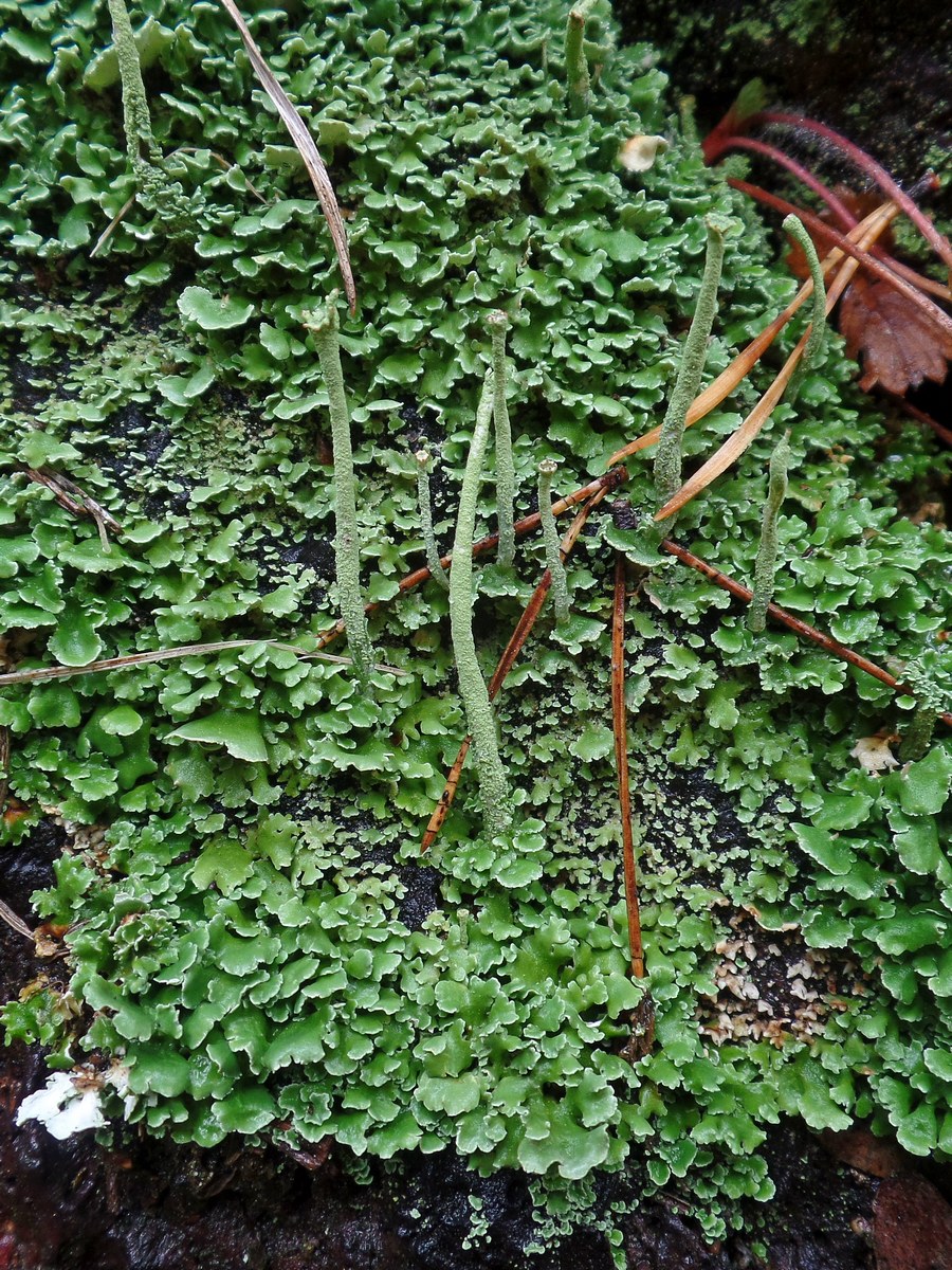 Изображение особи род Cladonia.