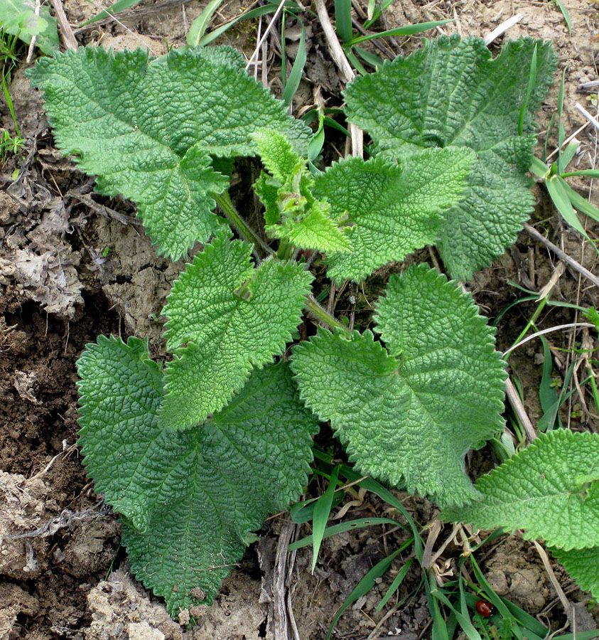 Image of Phlomoides tuberosa specimen.