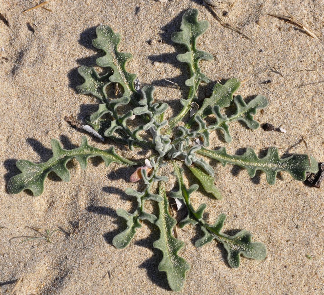 Изображение особи Matthiola tricuspidata.