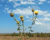 Grindelia squarrosa