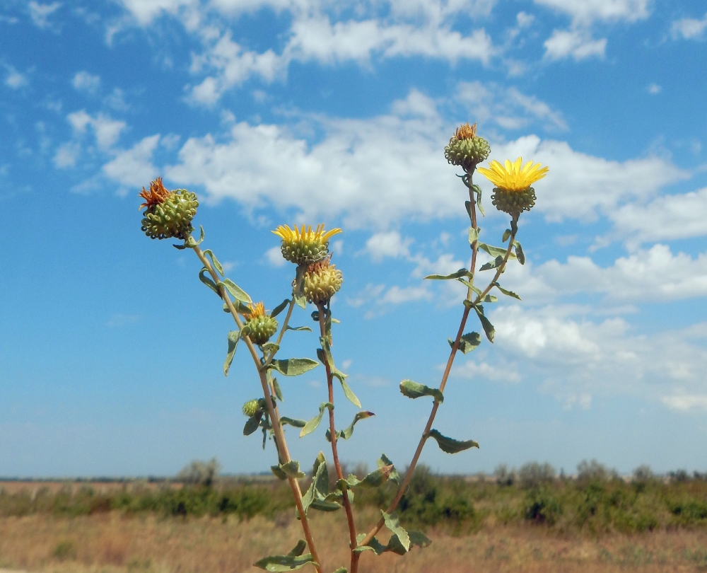 Image of Grindelia squarrosa specimen.