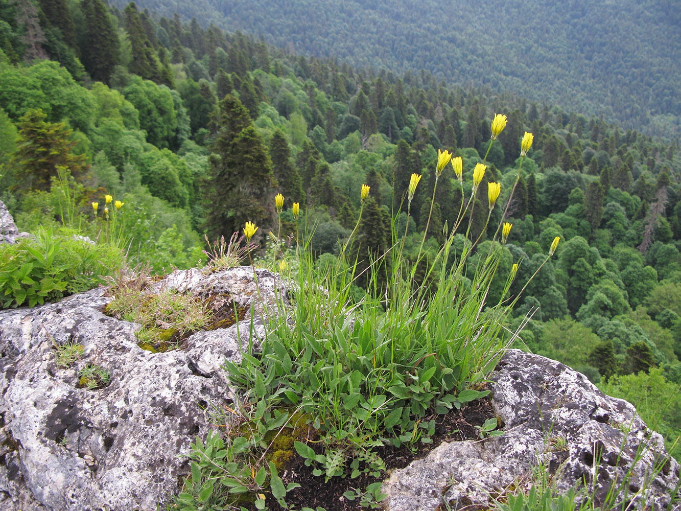 Image of Tragopogon reticulatus specimen.