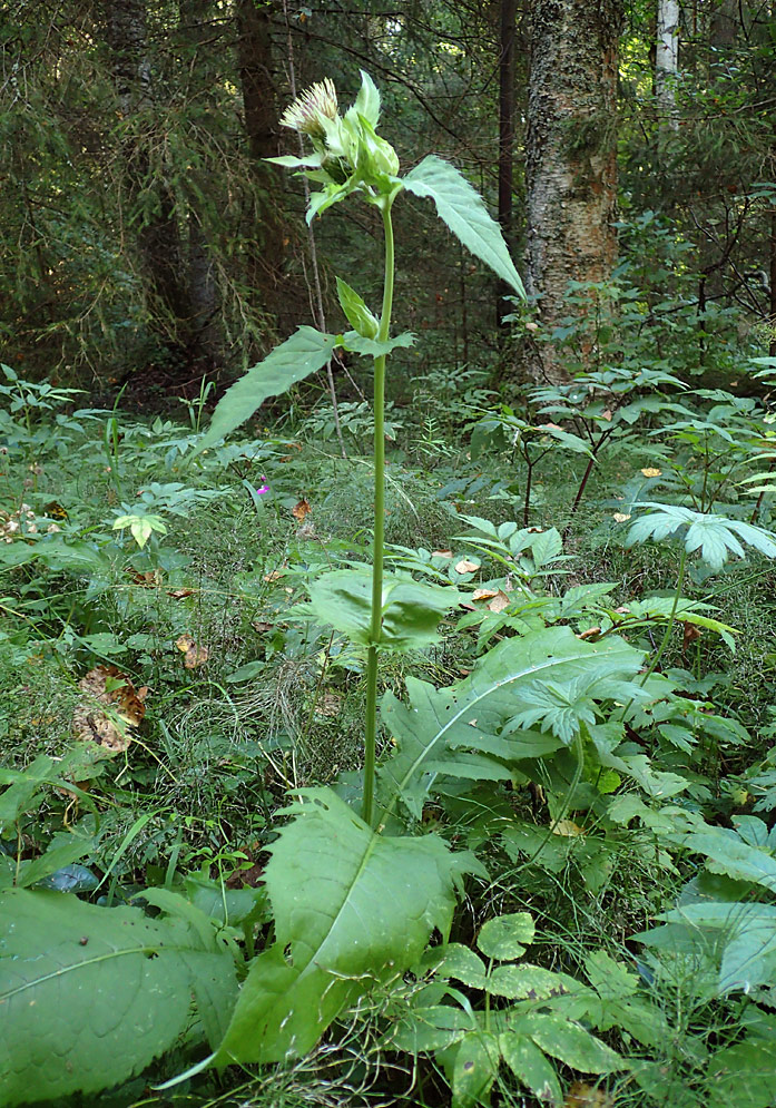 Изображение особи Cirsium oleraceum.