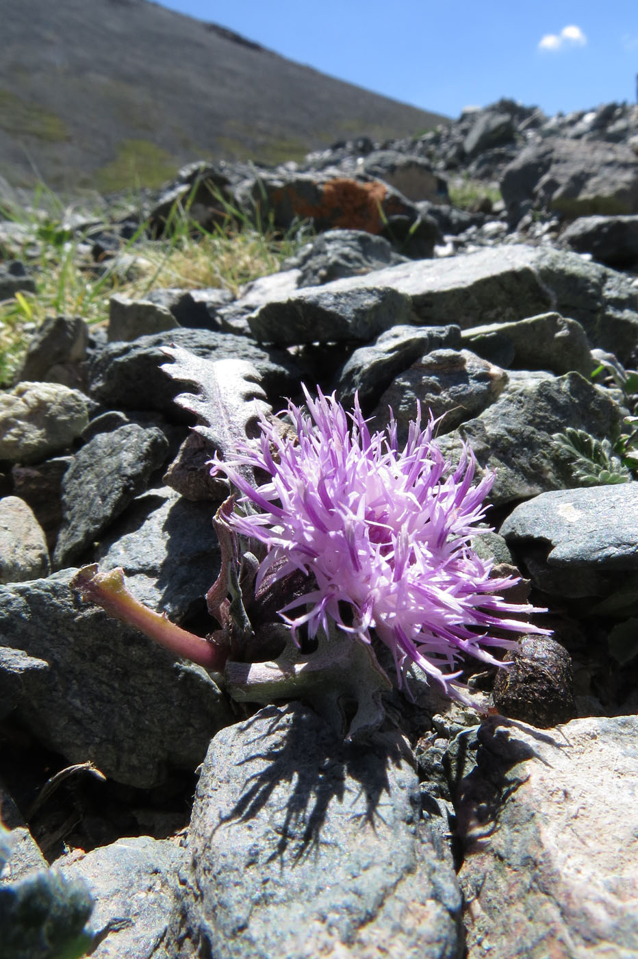 Image of genus Saussurea specimen.