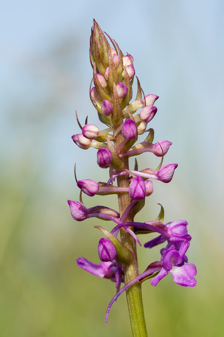 Изображение особи Gymnadenia densiflora.