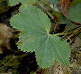 Alchemilla dura